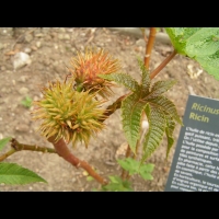 Ricin, Ricinus communis (fam Euphorbiacees) (rg tropicales) (2)